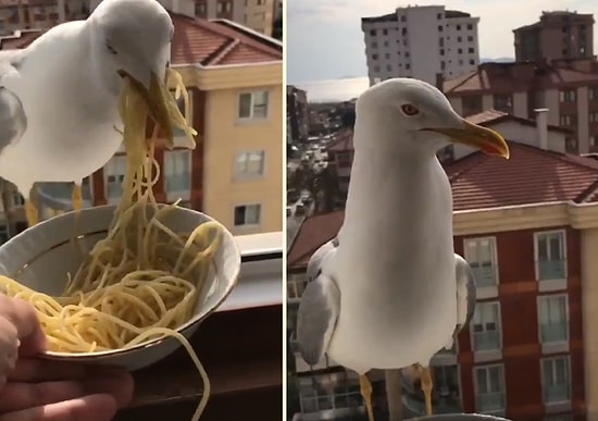 İkram Edilen Makarnayı Bir Güzel Mideye İndiren Martı