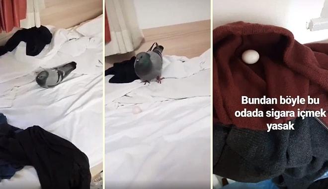 Dünyanın En Güzel Story Serisi Olabilir: Odaya Giren Güvercin Yumurta Bıraktı