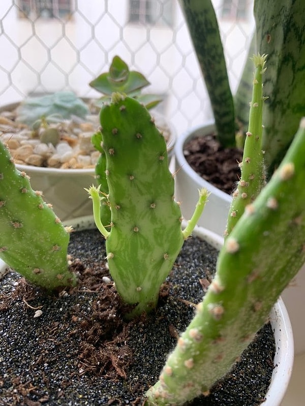 2. Кактус-очаровашка