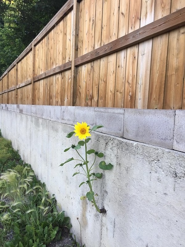 4. Упрямый подсолнух растет через бетонную стену