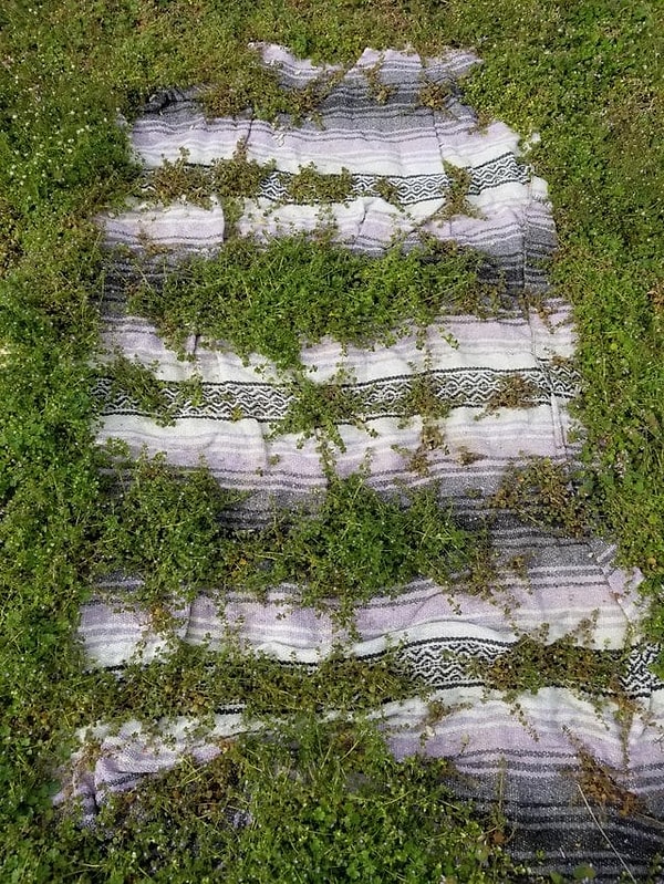 5. Трава проросла через покрывало