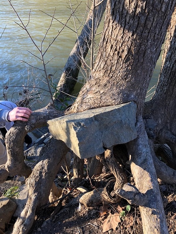 6. Камень в дерево врос