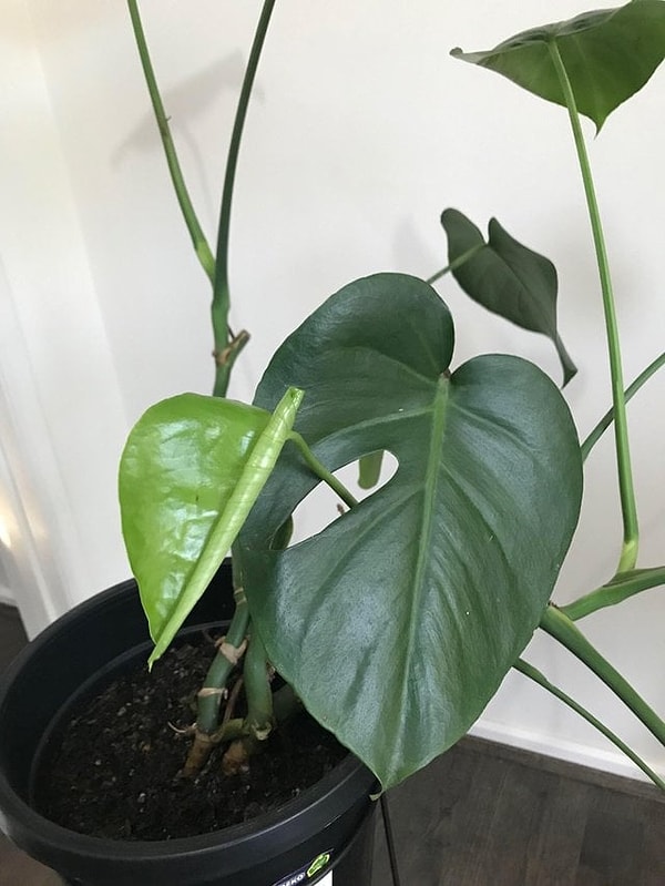 9. Лист растет сквозь лист