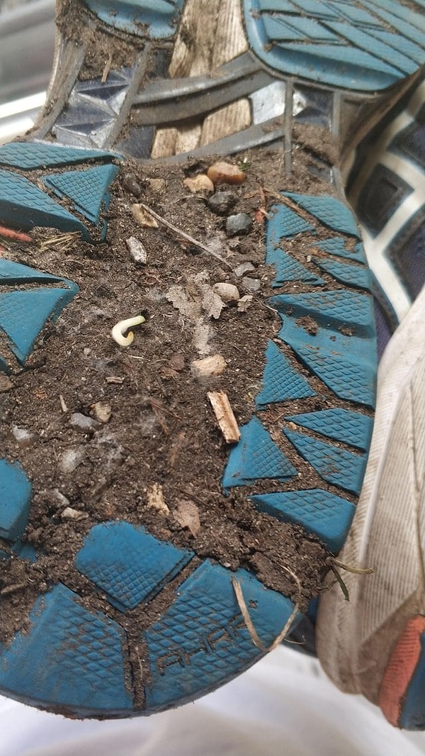 12. "Это подошва моей обуви, на которой проросло семечко"