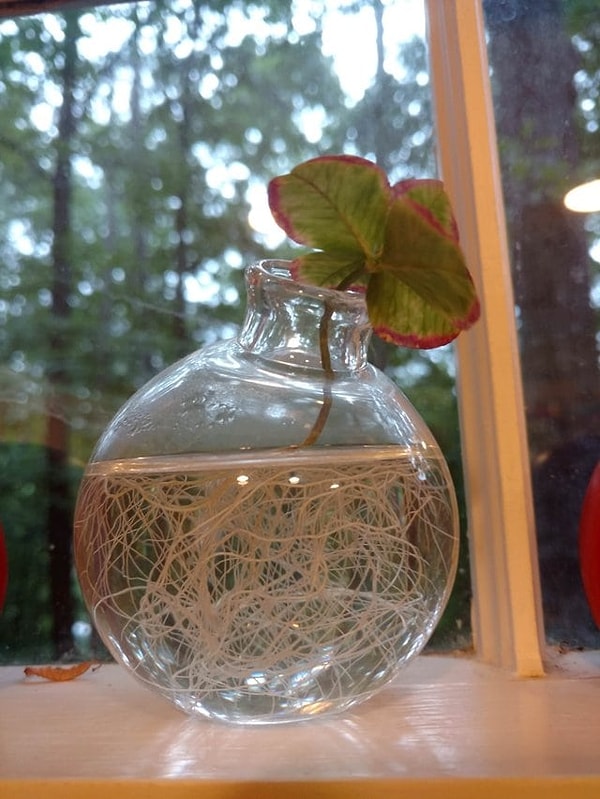 15. "Мне просто понравился пятилистный клевер и я его оставил в колбе с водой. А он пустил корни!"