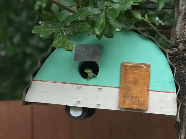 18. "В моем скворечнике поселилась ящерица"