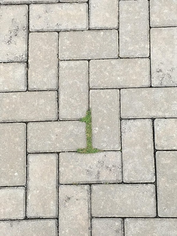 19. Единица из травы