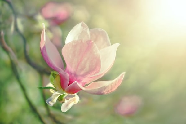 2. А магнолия?