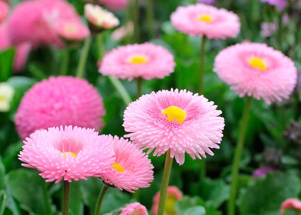 7. Где появились первые маргаритки?