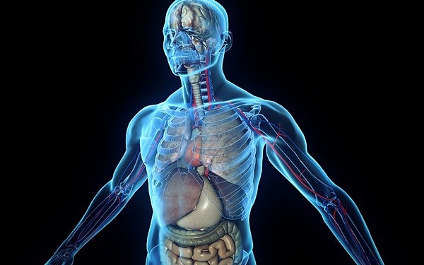 6. В каком органе вырабатывается желчь?