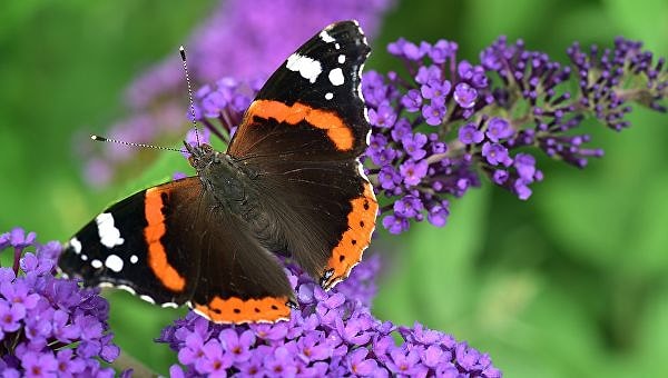 12. Термин "баттерфляй" ассоциируется с: