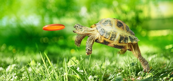 1. Куда вы любите путешествовать?