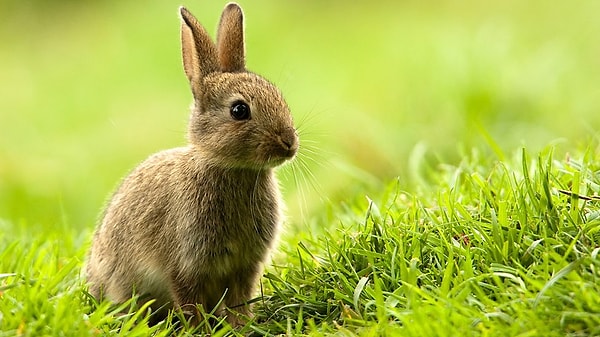 4. Каково ваше хобби?