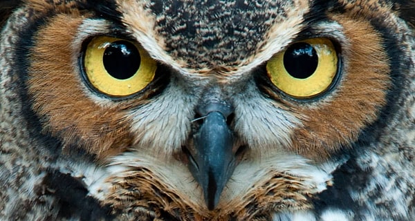 5. Выберите спорт, которым вам бы хотелось заняться?