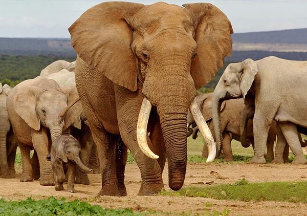 7. Как вы предпочитаете путешествовать?