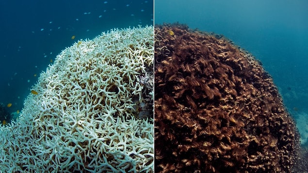 7. Chasing Coral
