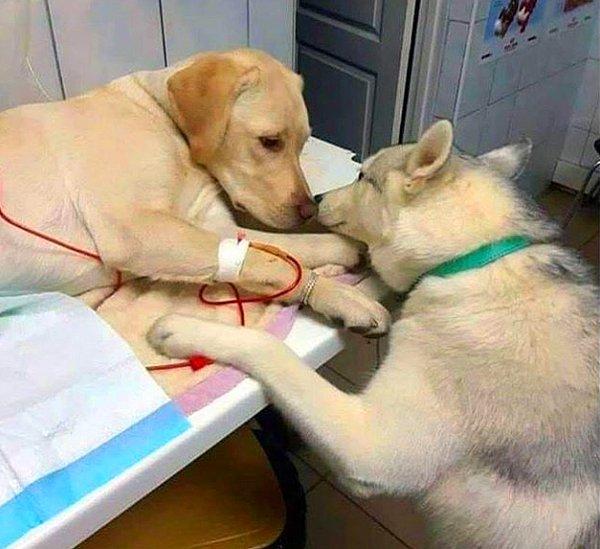 4. Bir veterinerin asistanı olan bu köpek, hasta olan köpekleri rahatlatıp her şeyin yoluna gireceğini bilmelerini sağlıyor!