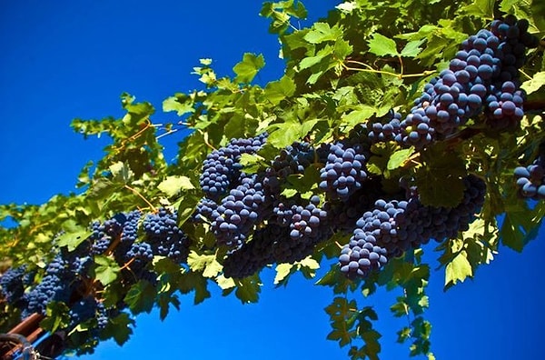 5. В каком регионе России отраслью специализации сельского хозяйства являются виноградарство и плодоводство?