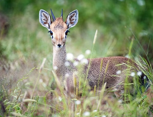 3. Африканские антилопы часто обозначают свои территории с помощью слез.