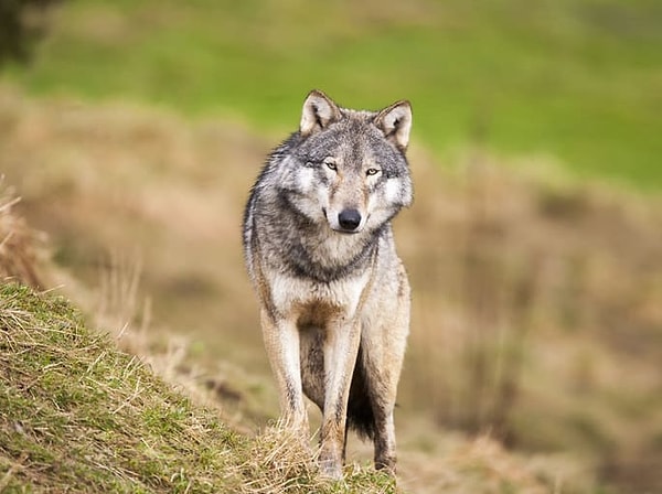 11. Если кто-то из волков отстал от стаи, другие будут выть, чтобы дать понять, где они находятся.