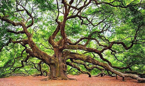 Dünya Ağaç Günü