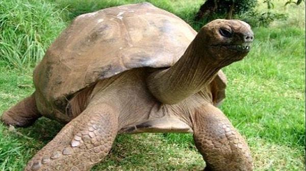 2006: Zamanının yaşayan en yaşlı hayvanı olarak kabul edilen kaplumbağa Adwaitya öldü.