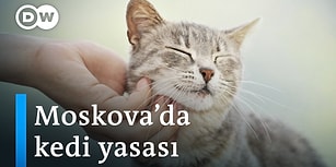 Moskova'nın Sokak Kedilerine Özel 'Kedi Yasası'