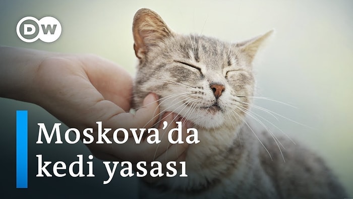 Moskova'nın Sokak Kedilerine Özel 'Kedi Yasası'