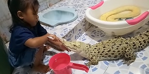 Yavru Timsahın Dişlerini Fırçalayan Ufaklık