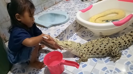 Yavru Timsahın Dişlerini Fırçalayan Ufaklık