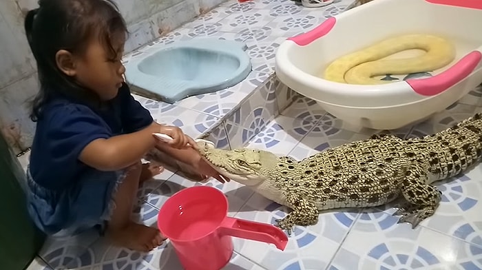 Yavru Timsahın Dişlerini Fırçalayan Ufaklık