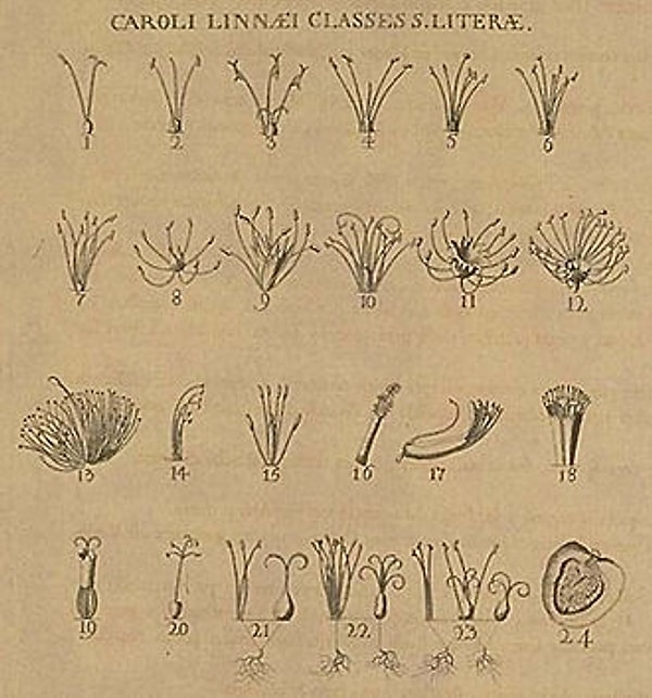 13. Кто является основоположником систематики?