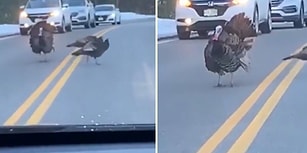 Sürüyü Yolun Karşısına Geçirmek İçin Trafiği Durduran Hindi