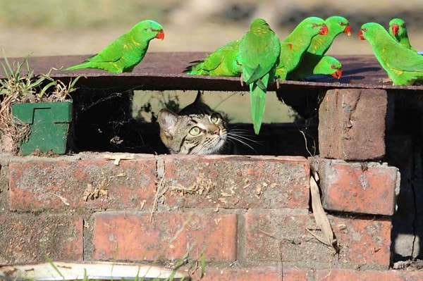 5. Ах, вы мои сладенькие... Идите-ка сюда...