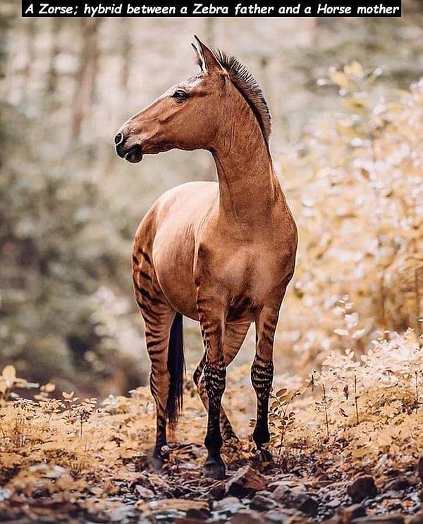 8. Этот элегантный красавец - Зеброид (гибрид зебры с лошадью).