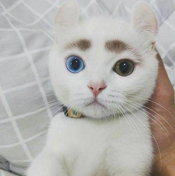 17. Фотогеничность - уровень "Гарфилд".