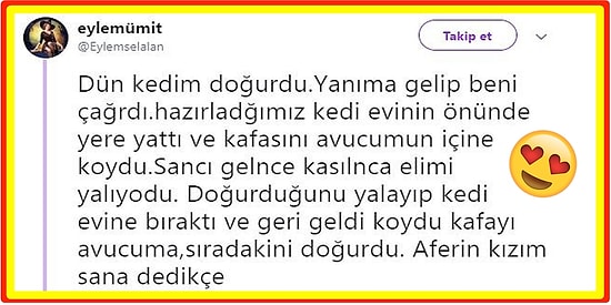 Kedisinin Doğum Anını ve Sonrasında Yaşananları Twitter'da Paylaşarak Yüreklerimizi Eriten Kullanıcı ve Ardından Gelen Tepkiler