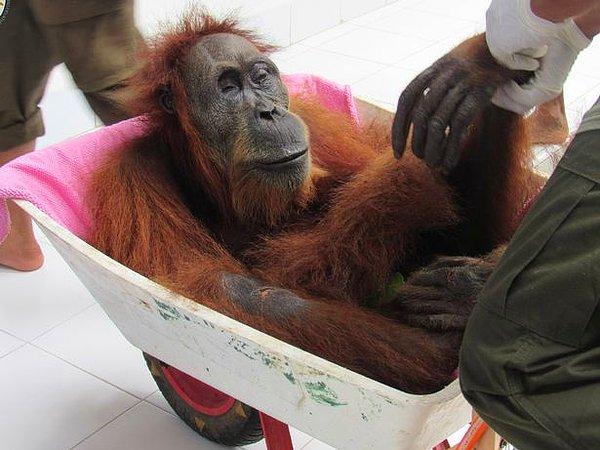 Sumatra adasındaki doğayı korumakla görevli olan bir acentanın temsilcisi olan Sapto Aji Prabowo, anne orangutanın birçok kemiğinin kırıldığını, morluklarının ve bacaklarında çatlakların olduğunu belirtti.