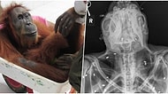 Ormanda 74 Yerinden Vahşice Vurulduktan Sonra Görme Yetisini ve Bebeğini Kaybeden Anne Orangutan