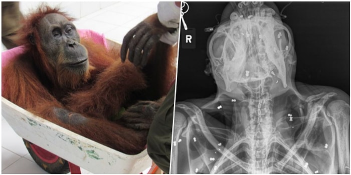 Ormanda 74 Yerinden Vahşice Vurulduktan Sonra Görme Yetisini ve Bebeğini Kaybeden Anne Orangutan