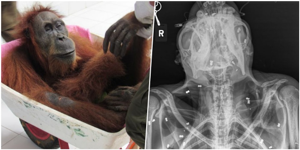 Ormanda 74 Yerinden Vahşice Vurulduktan Sonra Görme Yetisini ve Bebeğini Kaybeden Anne Orangutan