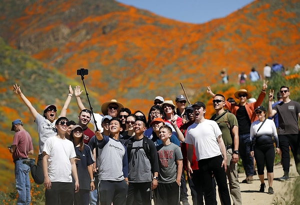 3. Более 100 тыс. местных и туристов приехали в Уолкер каньон, чтобы увидеть суперблум своими глазами. 18 марта