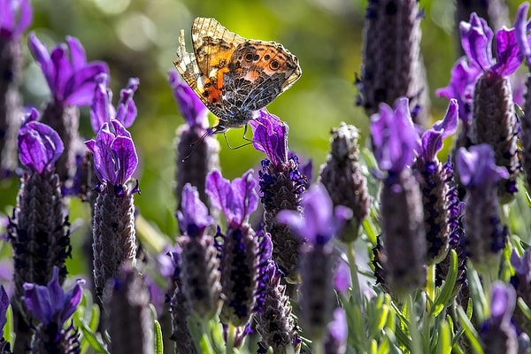 6. А это фото сделано около городка Тустин (Tustin) в Калифорнии. 13 марта