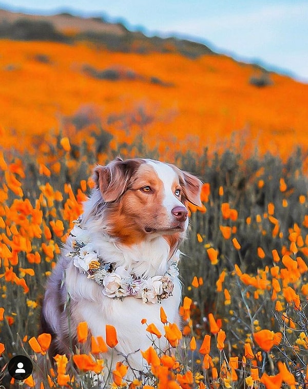 7. На самом деле суперблум случается в Калифорнии не так часто, но 2019 нас не разочаровал.