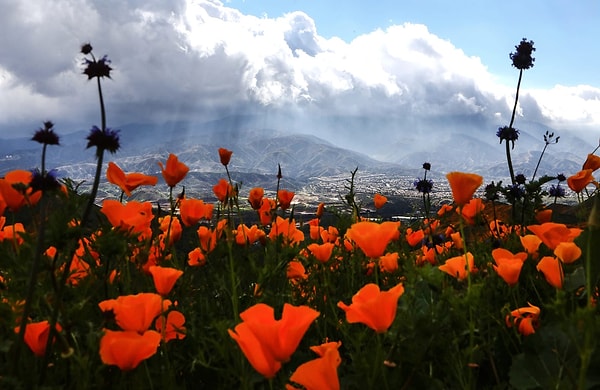 13. Настоящий подарок природы!