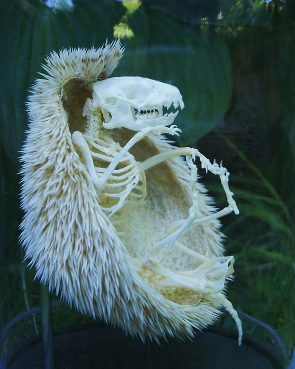 17. На случай, если вы всегда хотели знать, как выглядит скелет ежика