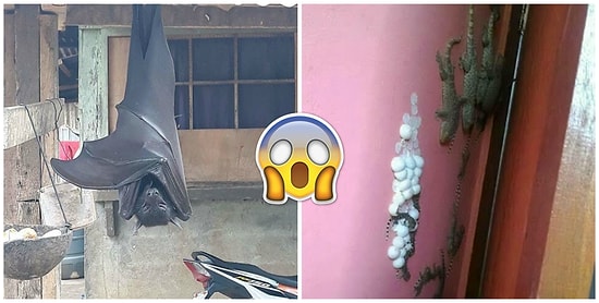 Не для слабонервных: 28 раз, когда матушка-природа показала нам пугающую сторону своих "детей"