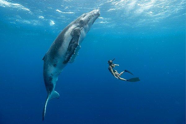 Yavru kambur balina ve bir dalgıç, Tonga