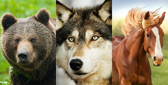 Пройдите наш тест на тотемное животное, чтобы узнать, какое у вас