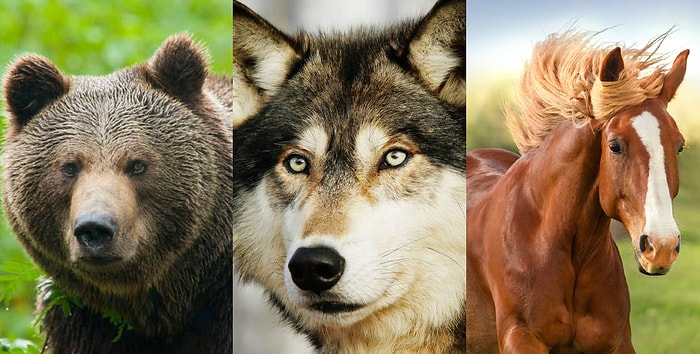 Пройдите наш тест на тотемное животное, чтобы узнать, какое у вас